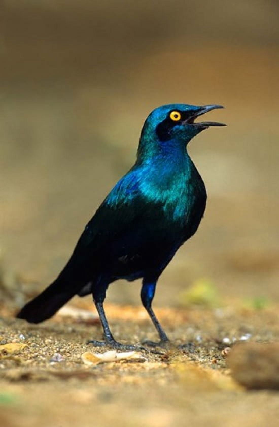 South Africa Kruger Greater Blue Eared Starling bird Canvas Art - David Slater DanitaDelimont (24 x 36)