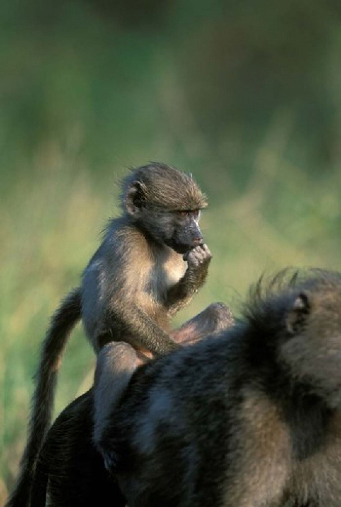 South Africa Kruger NP Chacma Baboon troop in grass Canvas Art - Paul Souders DanitaDelimont (24 x 36)
