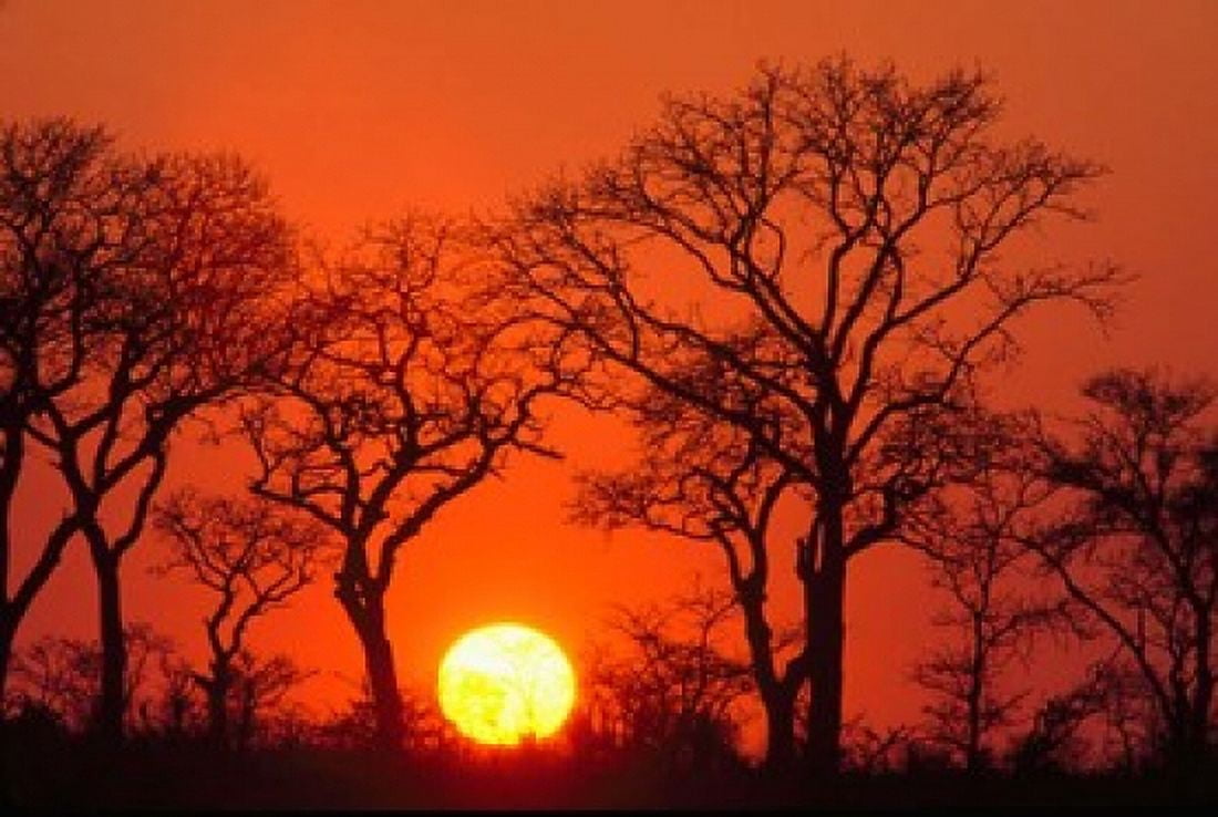 South Africa Kruger NP Trees silhouetted at sunset Canvas Art - Lisa Hoffner DanitaDelimont (34 x 23)