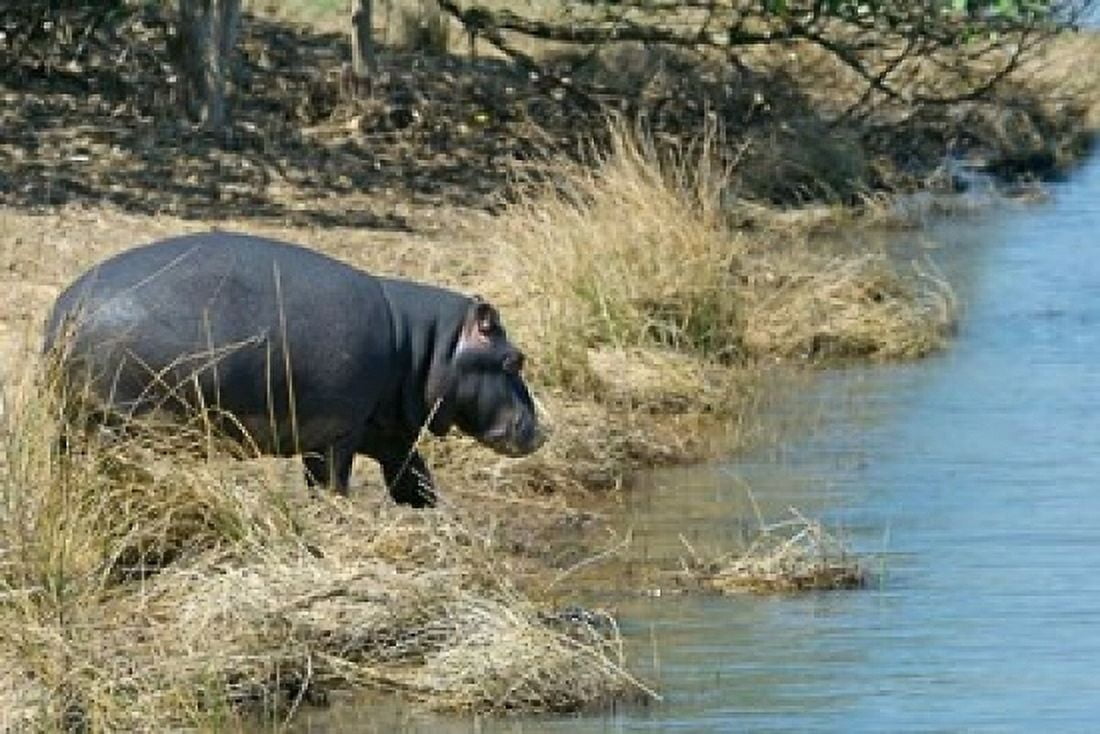 South Africa KwaZulu Natal Wetlands hippo Canvas Art - Jim Engelbrecht DanitaDelimont (24 x 15)