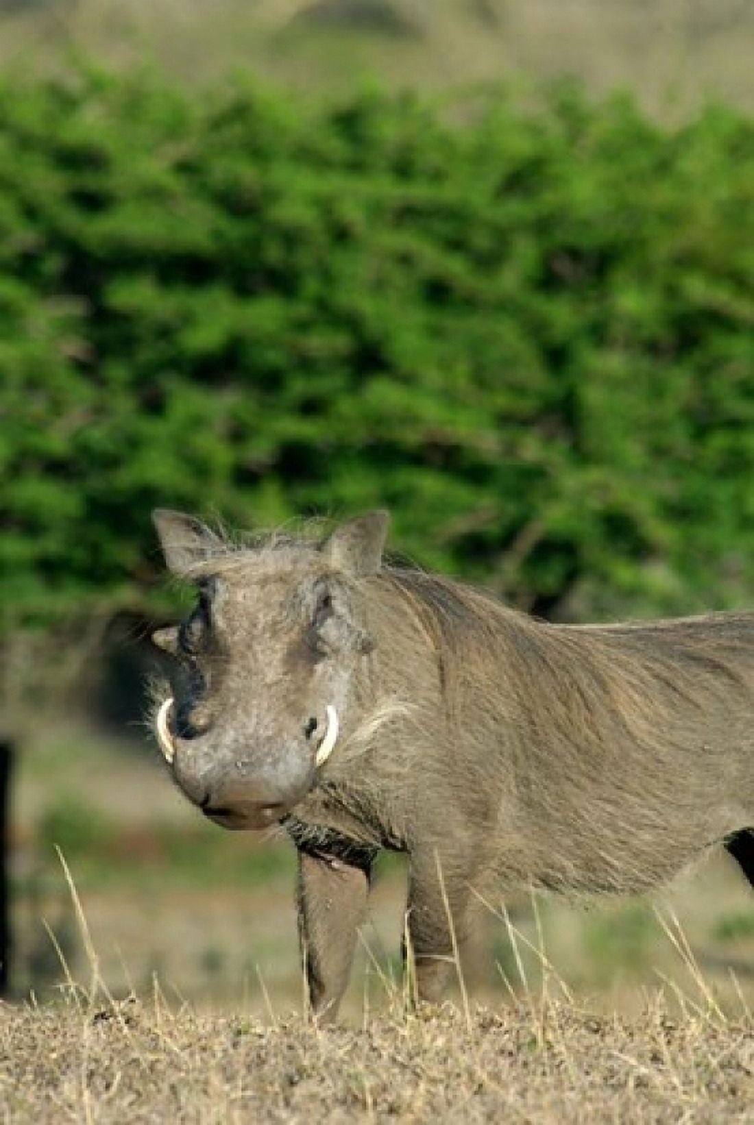 South Africa KwaZulu Natal Zulu Nyala GR Warthog Canvas Art - Jim Engelbrecht DanitaDelimont (12 x 17)