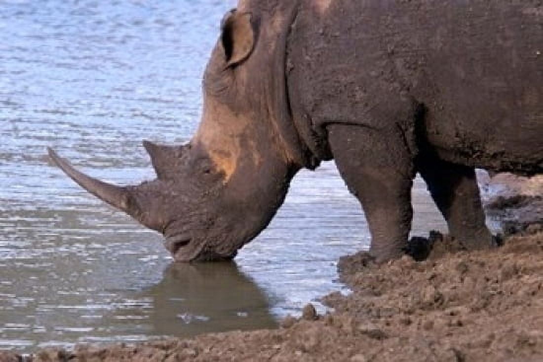 South Africa KwaZulu Natal Zulu Nyala White Rhino Canvas Art - Jim Engelbrecht DanitaDelimont (24 x 15)