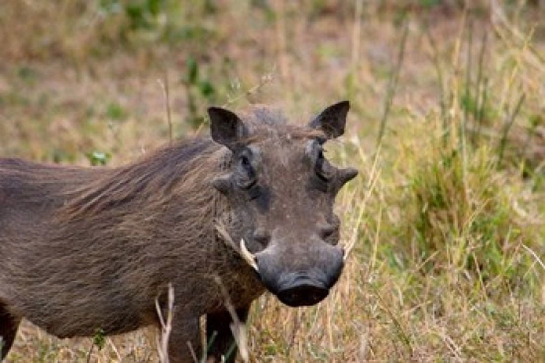 South Africa KwaZulu Natal warthog wildlife Canvas Art - Jim Engelbrecht DanitaDelimont (24 x 15)