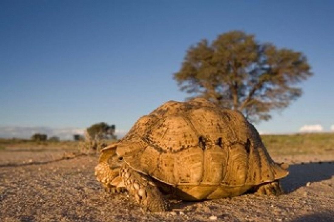 South Africa Leopard Tortoise Kalahari Desert Canvas Art - Paul Souders DanitaDelimont (24 x 15)