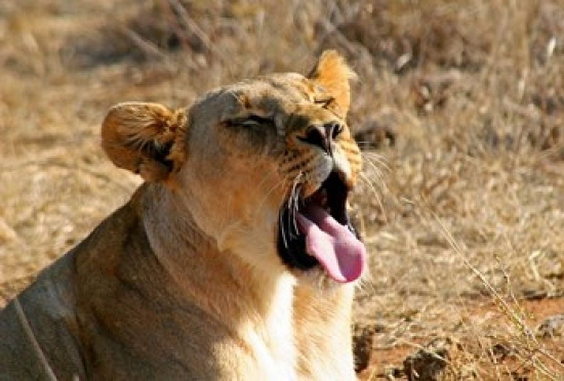 South Africa Madikwe GR Lion yawns in African sun Canvas Art - Kymri Wilt DanitaDelimont (17 x 11)