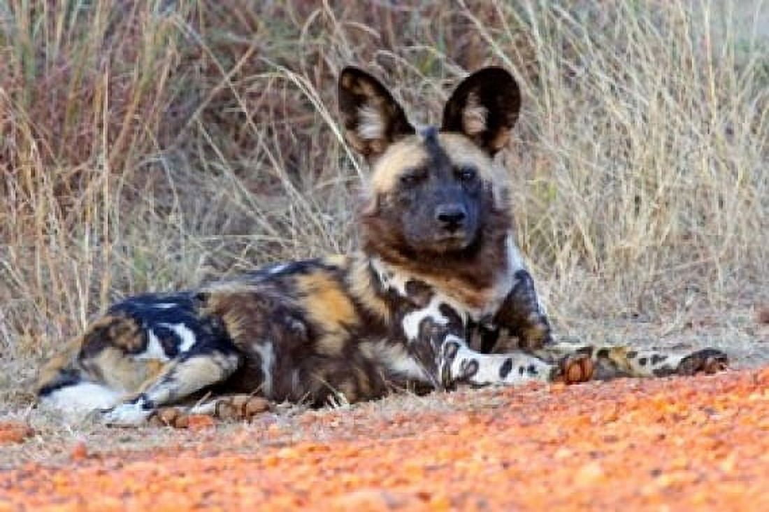 South Africa Madikwe Game Reserve African Wild Dog Canvas Art - Kymri Wilt DanitaDelimont (17 x 11)