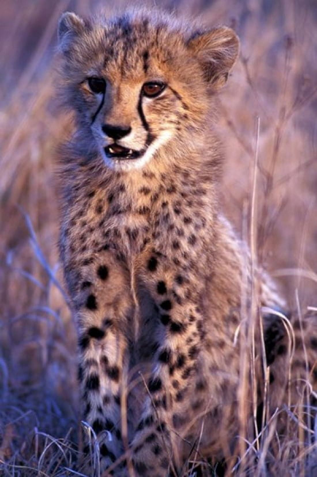 South Africa Phinda Reserve King Cheetah Canvas Art - Gavriel Jecan DanitaDelimont (24 x 35)