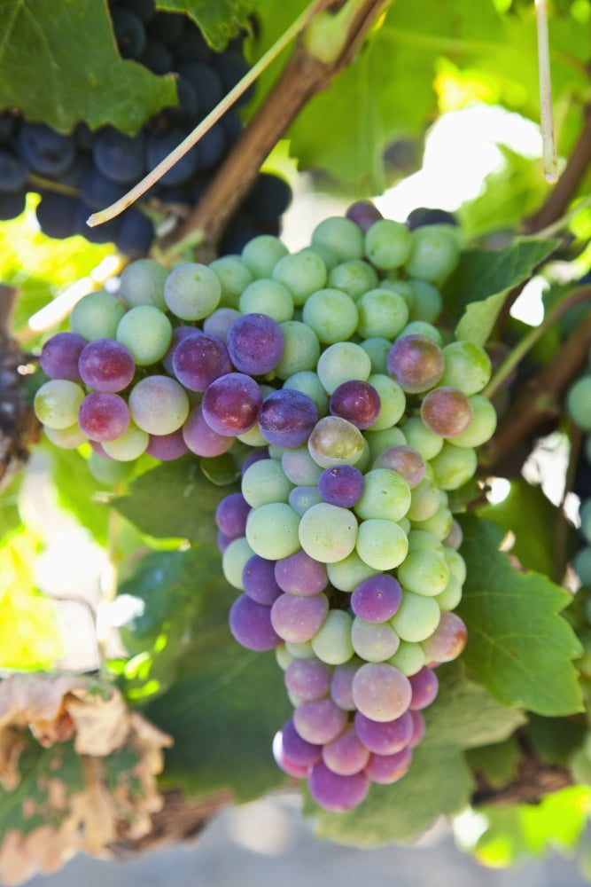 South Africa Scenes At Constantia Vineyard Cape Town Grapes In Shape Of Africa Canvas Art - Jenny Acheson Design Pics (24 x 38)
