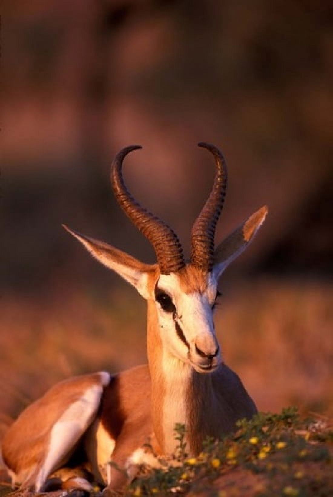 South Africa Springbok wildlife Kalahari Desert Canvas Art - Paul Souders DanitaDelimont (12 x 17)