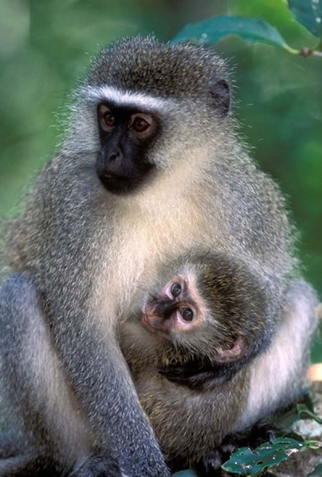 South Africa Tsitsikamma NP Vervet Monkey rainforest Canvas Art - Paul Souders DanitaDelimont (12 x 17)