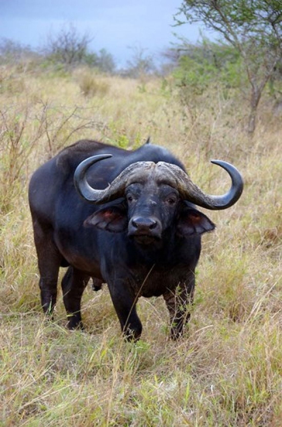 South Africa Zulu Nyala GR Cape Buffalo Canvas Art - Lisa S Engelbrecht DanitaDelimont (12 x 17)