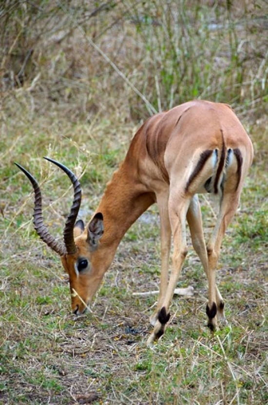 South Africa Zulu Nyala GR Impala wildlife Canvas Art - Lisa S Engelbrecht DanitaDelimont (12 x 17)