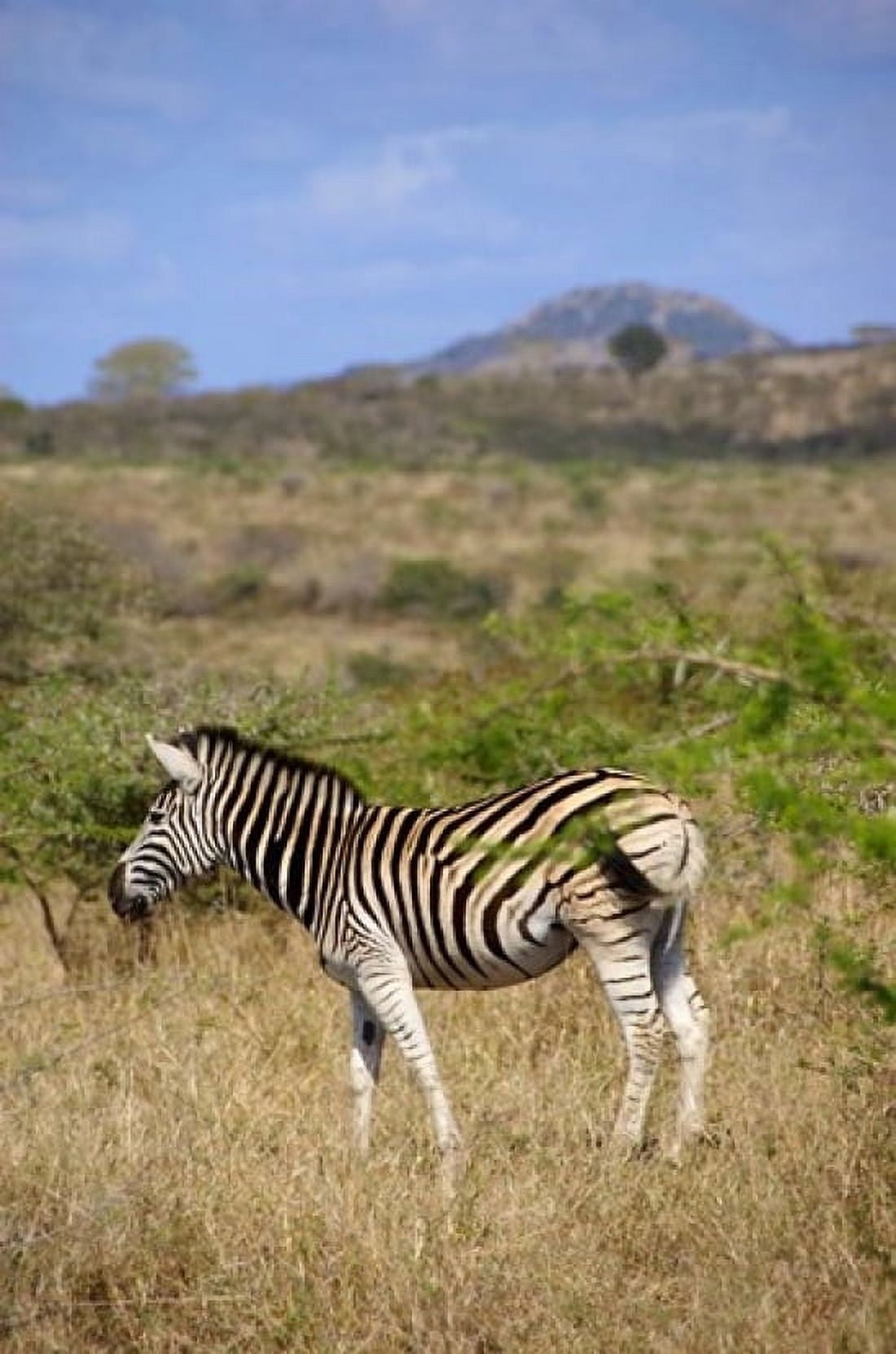 South Africa Zulu Nyala Game Reserve Zebra Canvas Art - Lisa S Engelbrecht DanitaDelimont (12 x 17)