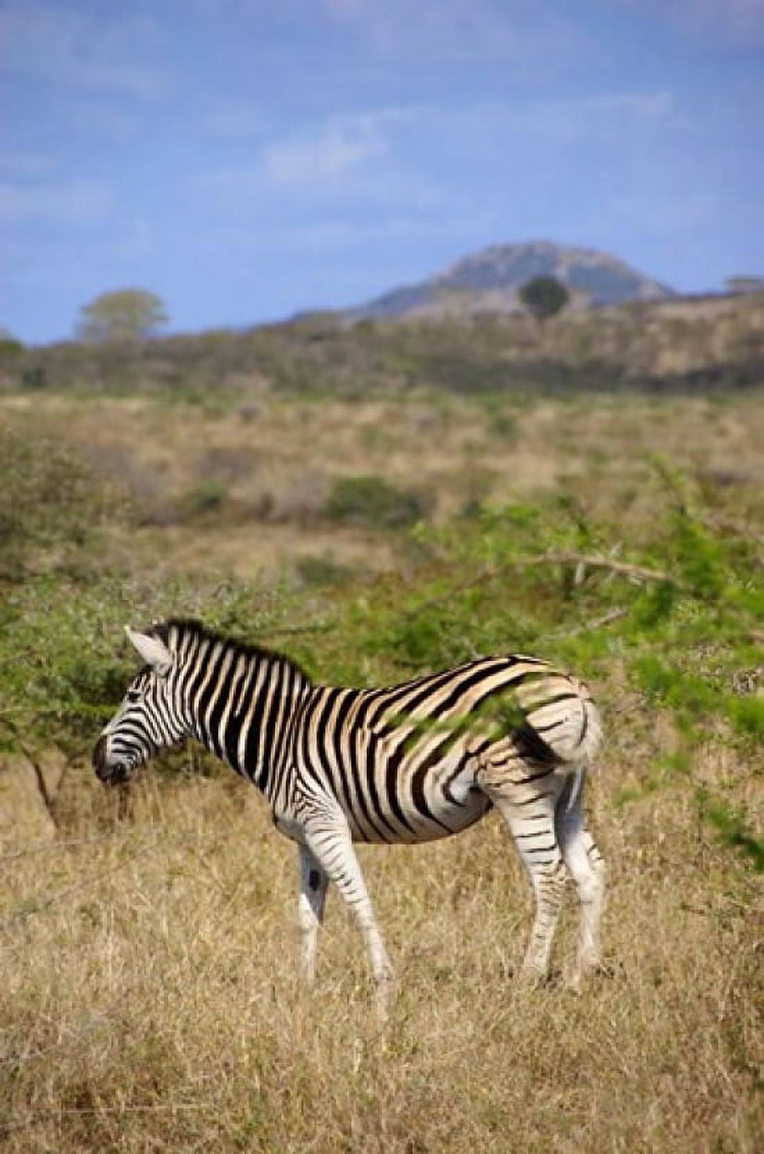 South Africa Zulu Nyala Game Reserve Zebra Canvas Art - Lisa S Engelbrecht DanitaDelimont (24 x 36)