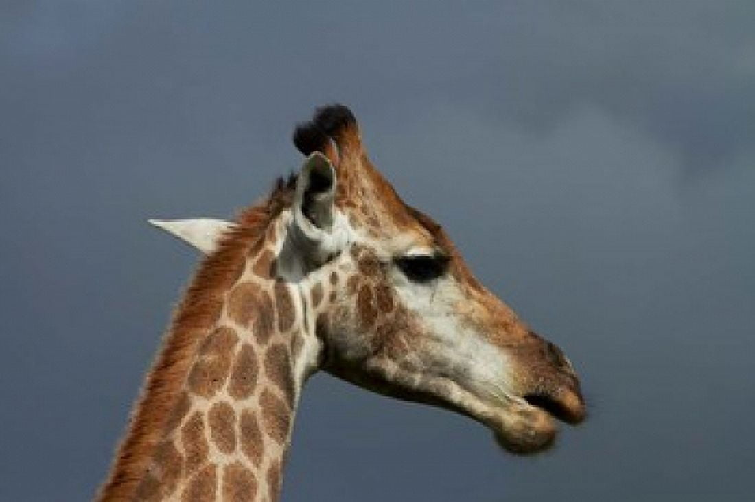 South African Giraffe Giraffa camelopardalis Kruger NP South Africa Canvas Art - David Wall DanitaDelimont (35 x 24)
