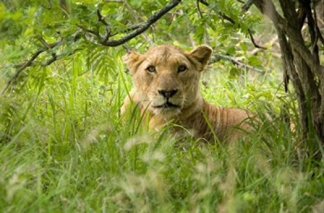 South African Lioness Hluhulwe South Africa Canvas Art - Maresa Pryor DanitaDelimont (24 x 15)