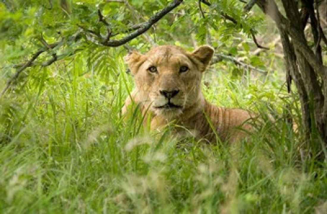 South African Lioness Hluhulwe South Africa Canvas Art - Maresa Pryor DanitaDelimont (35 x 23)