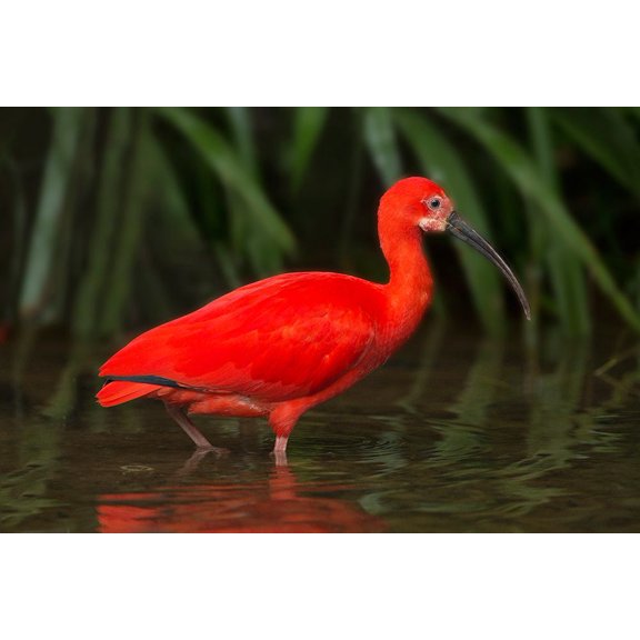 South America-Brazil Close-up of scarlet ibis wading Poster Print - Gallery Jaynes (24 x 18)