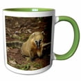 thumbnail image 1 of 3drose, South American Coati, Nasua Nasua, Iguazu Falls, Argentina, 15oz Two-tone Green Mug, 1 of 6