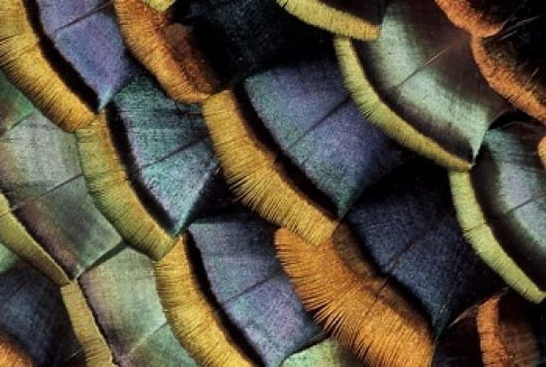 South American Ocellated Turkey Canvas Art - Darrell Gulin DanitaDelimont (24 x 15)