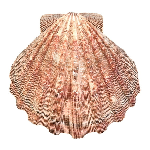 South Beach Crafts Lion Paw Shell Large 5"-6" L