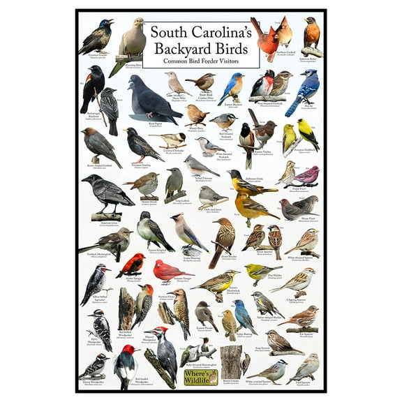 South Carolina's Backyard Birds Poster - South Carolina Bird Chart Highlighting Birds At Your Bird Feeder