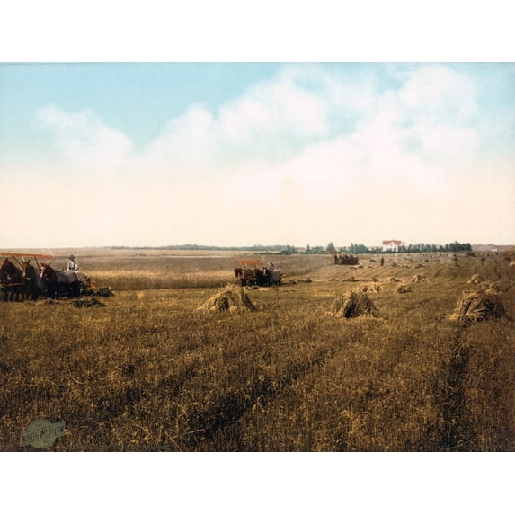South Dakota Harvest Field. Photochrom History (24 x 18)