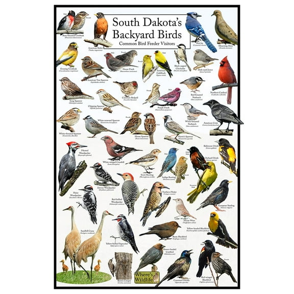 South Dakota's Backyard Birds Poster - South Dakota Bird Chart Highlighting Birds At Your Bird Feeder
