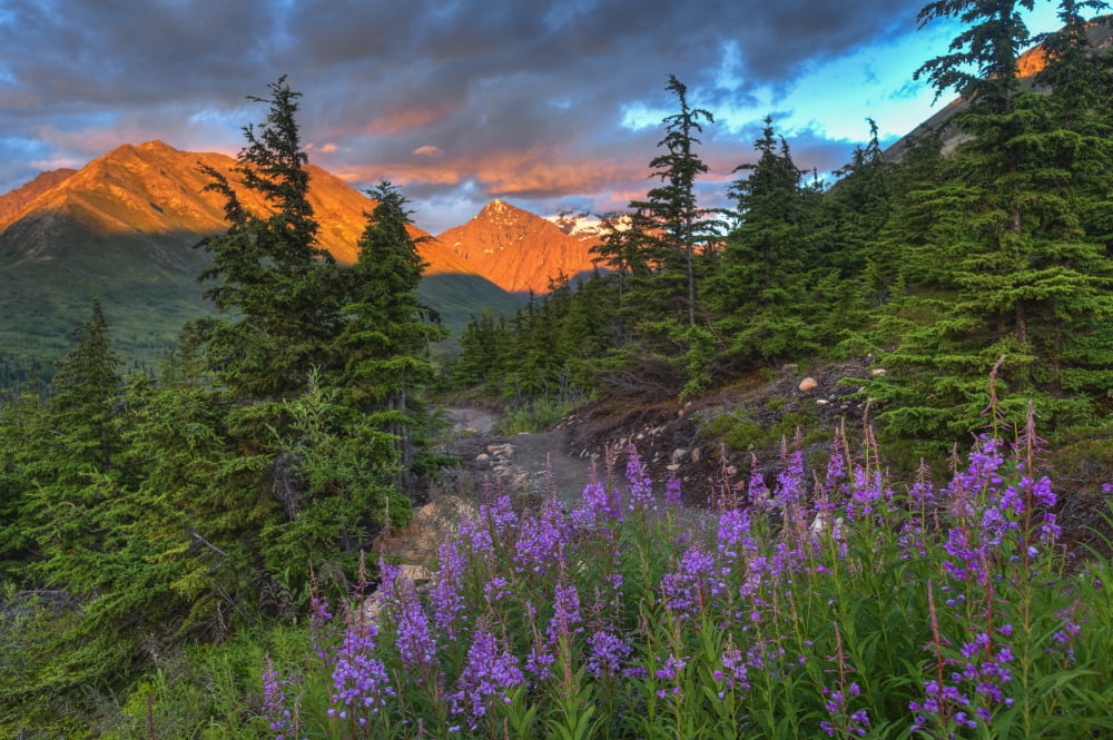 South Fork trail near Eagle River at sunset on a summer day in South Central Alaska Canvas Art - Michael Jones Design Pics (38 x 24)