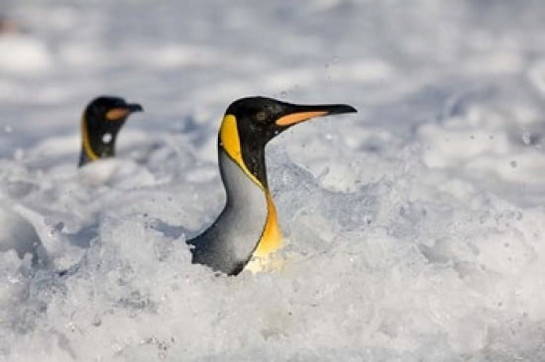 South Georgia Is St Andrews Bay King Penguin rookery Canvas Art - Paul Souders DanitaDelimont (24 x 15)