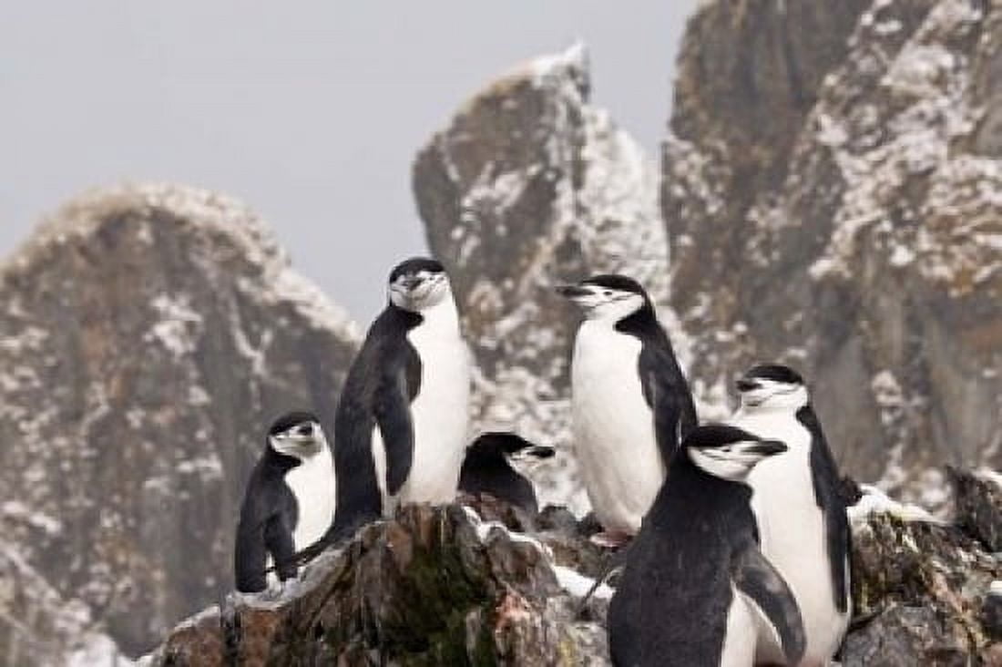 South Georgia Island Cooper Bay Chinstrap penguins Canvas Art - Jaynes Gallery DanitaDelimont (34 x 23)