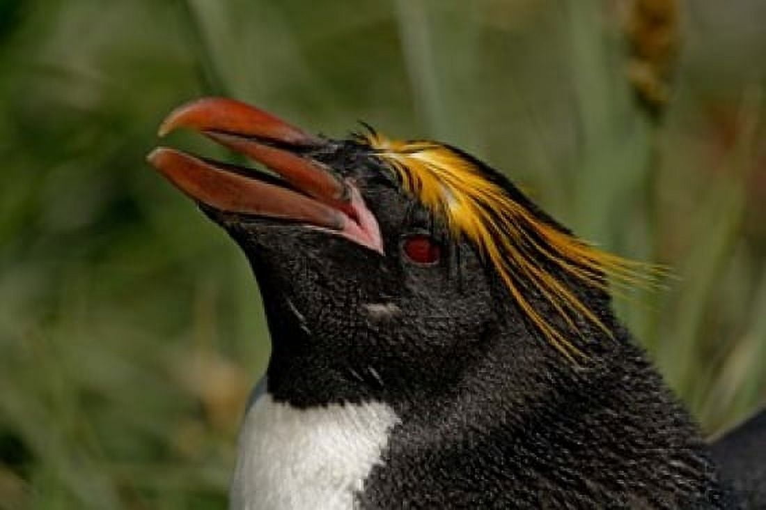 South Georgia Island Cooper Bay Macaroni penguin Canvas Art - Jaynes Gallery DanitaDelimont (34 x 23)