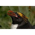 thumbnail image 1 of South Georgia Island, Cooper Bay, Macaroni penguin Poster Print by Jaynes Gallery (17 x 11), 1 of 1