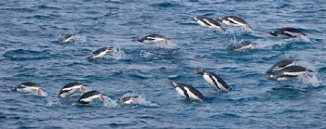 South Georgia Island Gentoo penguins Canvas Art - Jaynes Gallery DanitaDelimont (47 x 19)