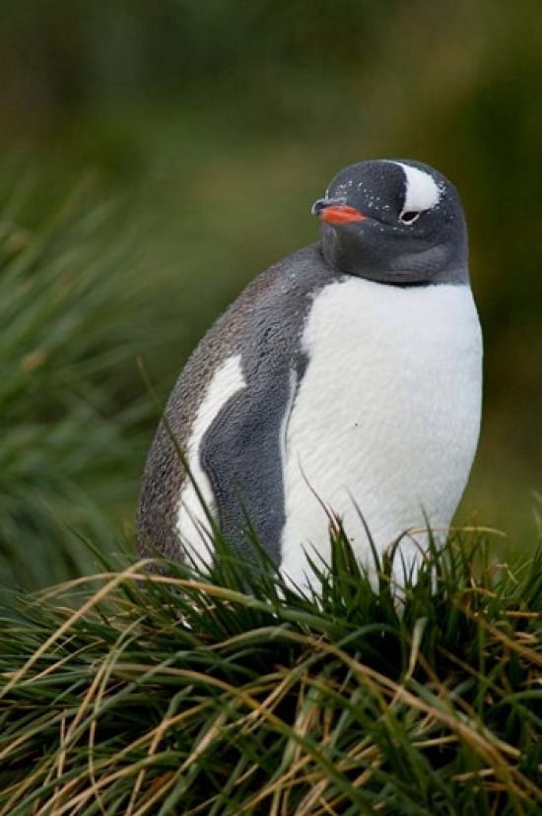 South Georgia Island Gentoo penguins tussocks Canvas Art - Cindy Miller Hopkins DanitaDelimont (11 x 17)