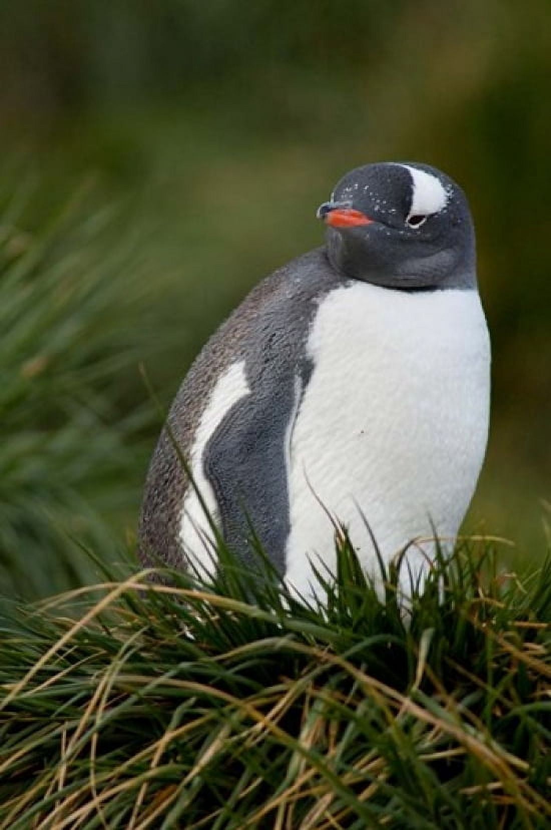 South Georgia Island Gentoo penguins tussocks Canvas Art - Cindy Miller Hopkins DanitaDelimont (23 x 34)