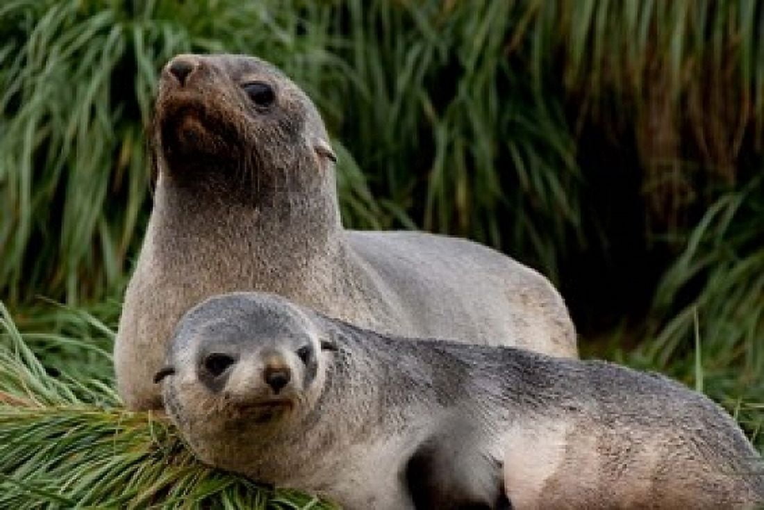 South Georgia Island Godthul fur seal Canvas Art - Cindy Miller Hopkins DanitaDelimont (17 x 11)