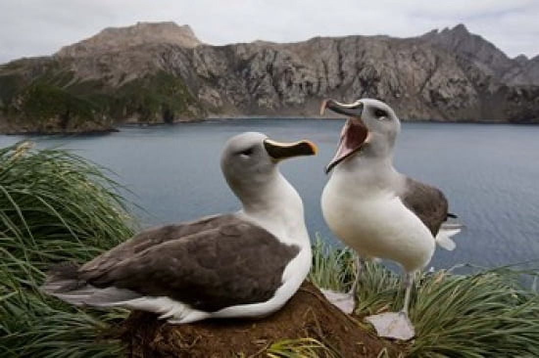 South Georgia Island Gray-headed Albatross courtship Canvas Art - Paul Souders DanitaDelimont (24 x 15)