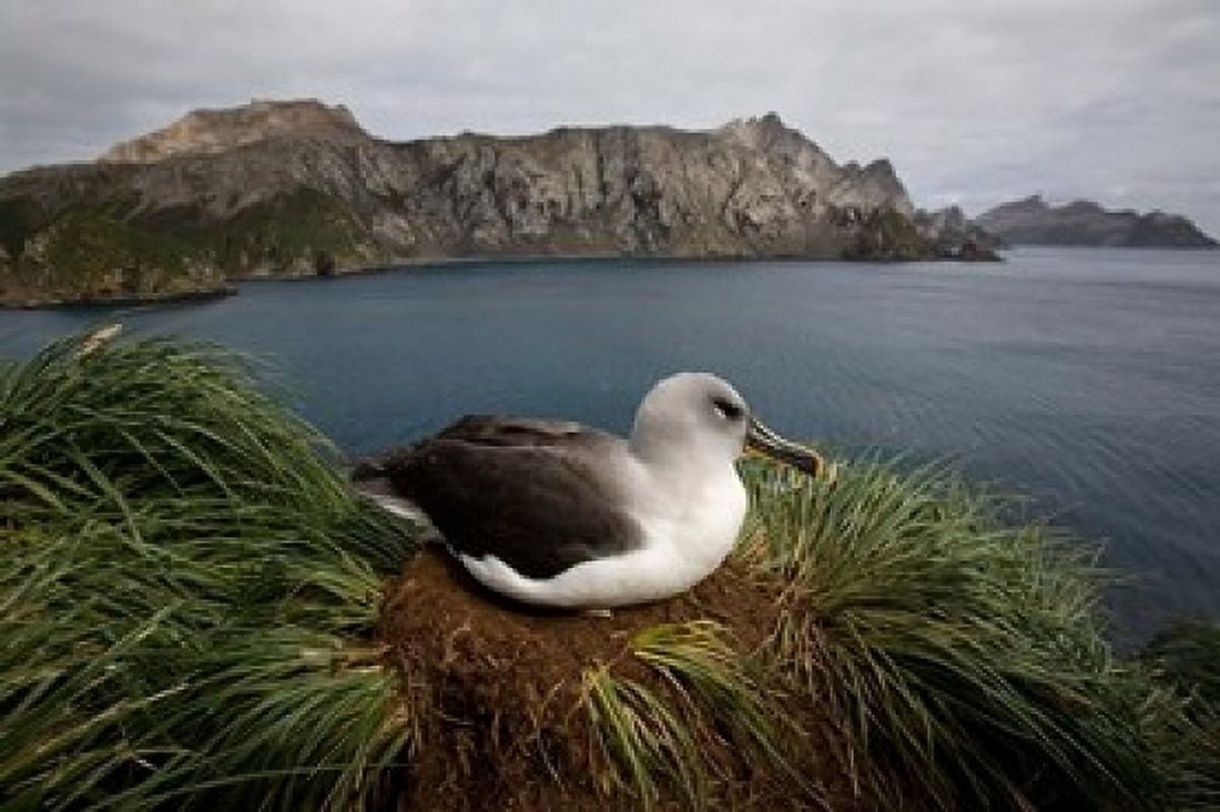 South Georgia Island Grayheaded Albatross Canvas Art - Paul Souders DanitaDelimont (24 x 15)