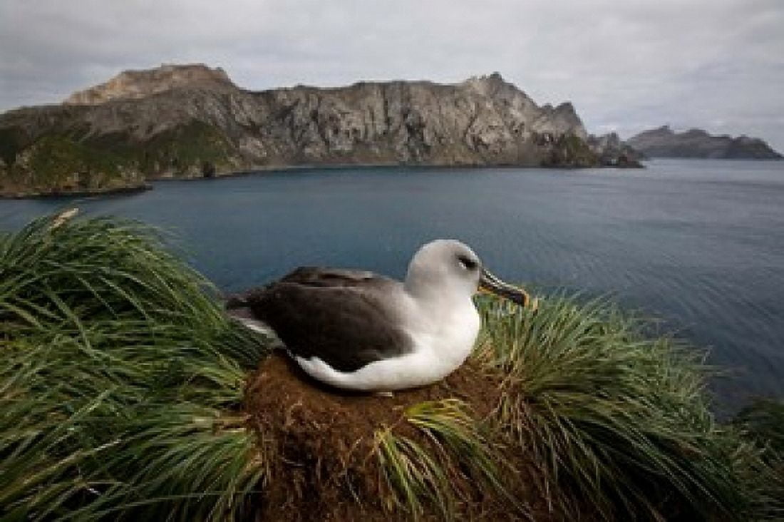 South Georgia Island Grayheaded Albatross Canvas Art - Paul Souders DanitaDelimont (35 x 23)