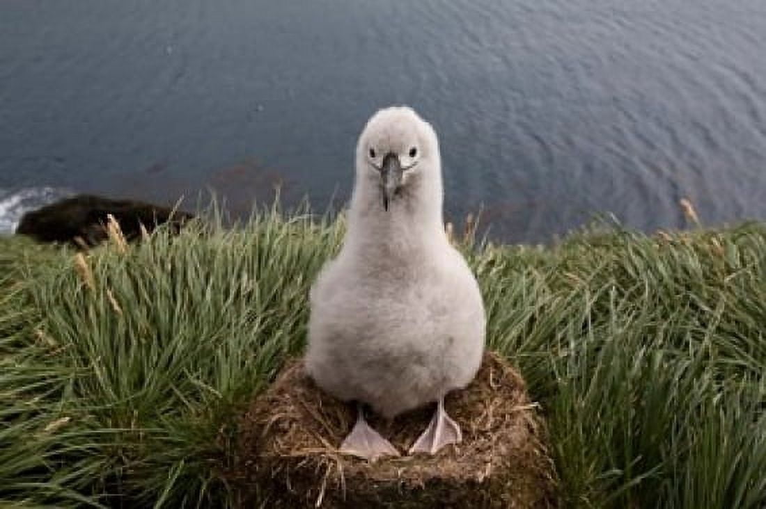 South Georgia Island Grayheaded Albatross Chick Canvas Art - Paul Souders DanitaDelimont (24 x 15)