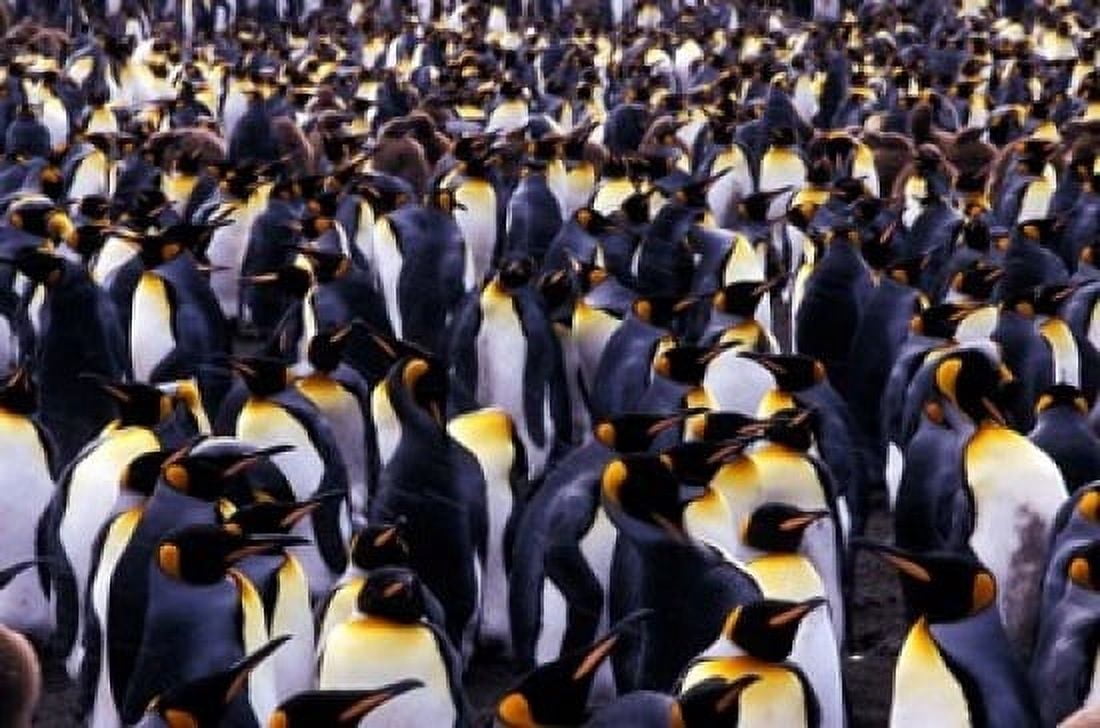 South Georgia Island King Penguins Canvas Art - Gavriel Jecan DanitaDelimont (24 x 15)
