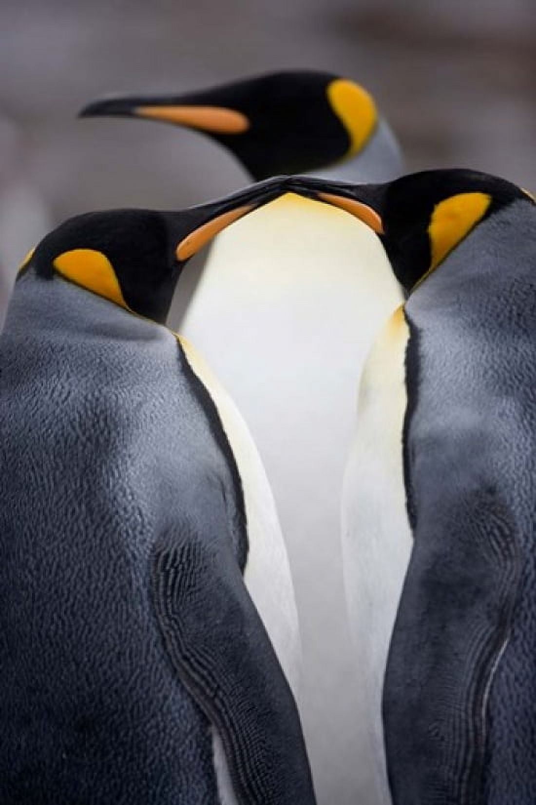 South Georgia Island King Penguins Elsehul Bay Canvas Art - Paul Souders DanitaDelimont (23 x 35)