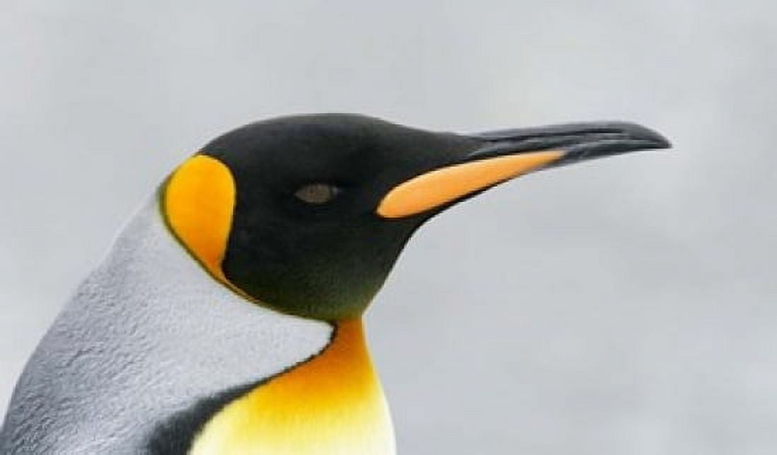 South Georgia Island King penguin head Canvas Art - Jaynes Gallery DanitaDelimont (24 x 14)