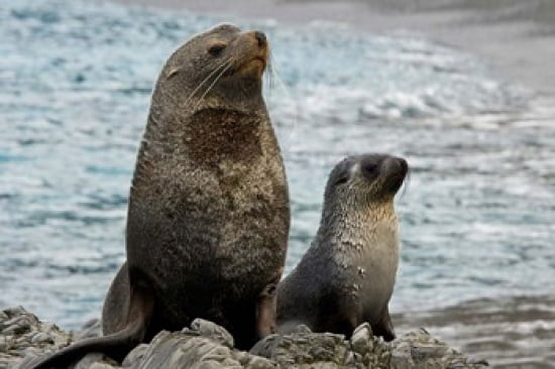 South Georgia Island Mother fur seal and pup Canvas Art - Jaynes Gallery DanitaDelimont (17 x 11)