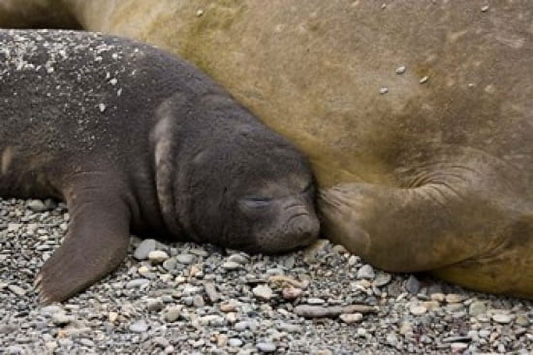 South Georgia Island Salisbury Plain Elephant seals Canvas Art - Jaynes Gallery DanitaDelimont (34 x 23)