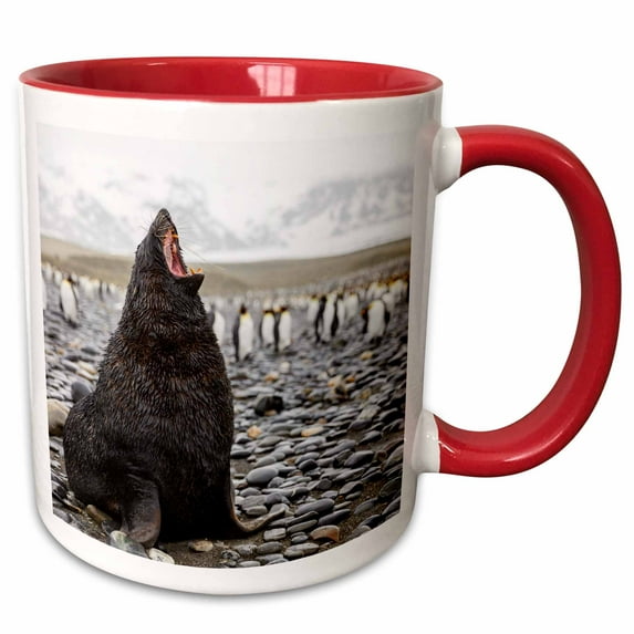 South Georgia Island, Salisbury Plains. Fur seal makes warning call. 11oz Two-Tone Red Mug mug-257006-5