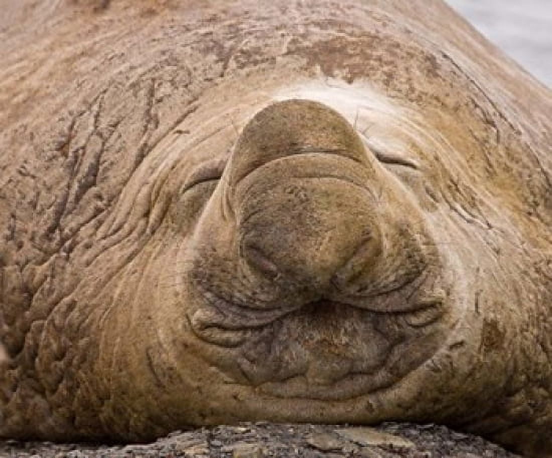 South Georgia Island Sleeping bull elephant seal Canvas Art - Jaynes Gallery  DanitaDelimont (20 x 16)