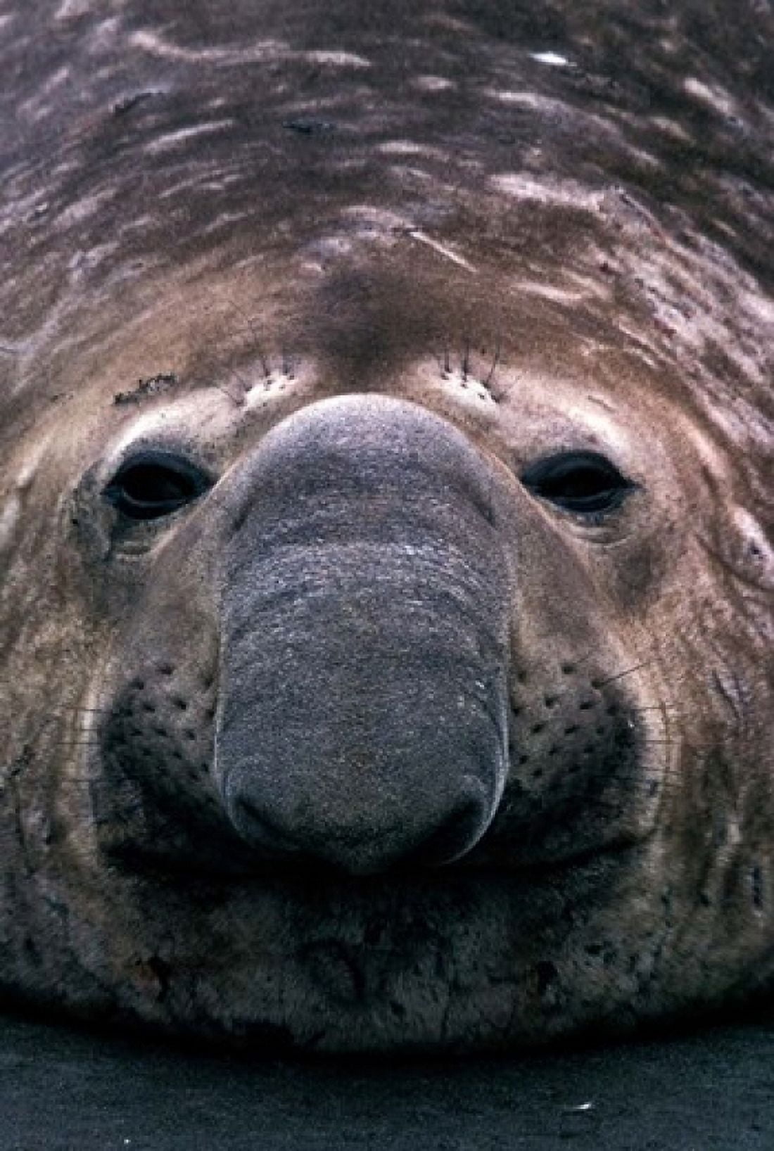 South Georgia Island Southern Elephant Seal Canvas Art - Gavriel Jecan DanitaDelimont (12 x 17)