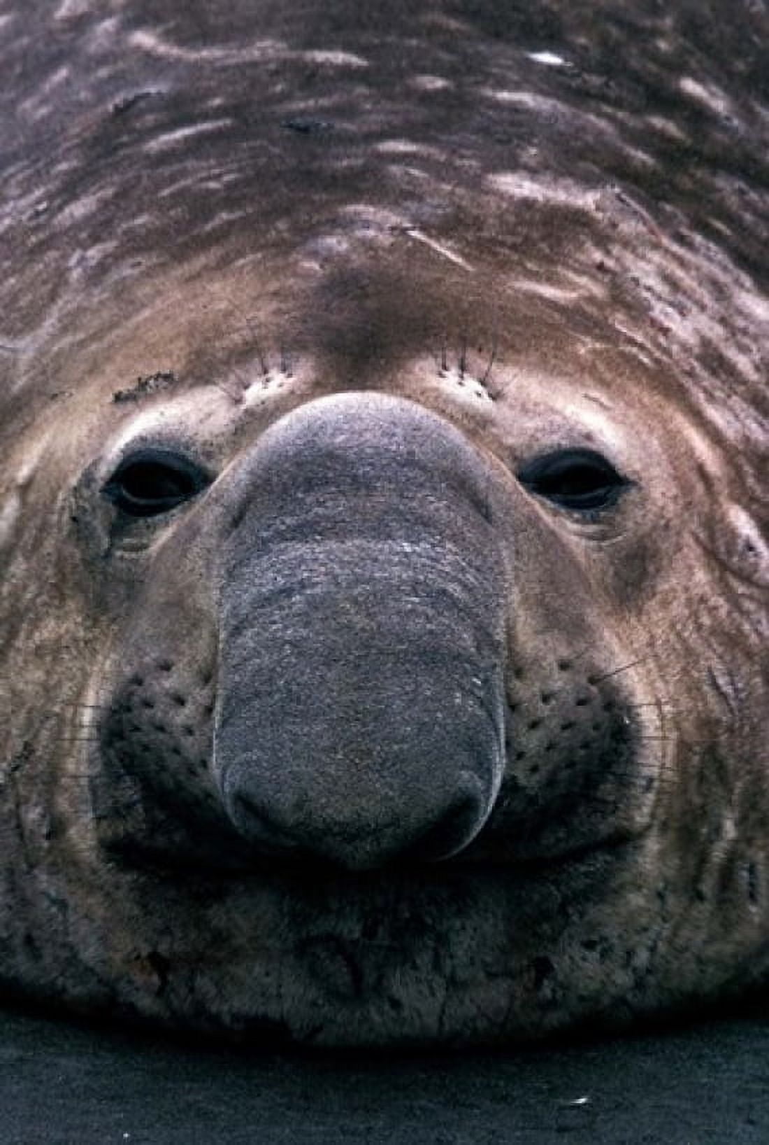 South Georgia Island Southern Elephant Seal Canvas Art - Gavriel Jecan DanitaDelimont (24 x 35)